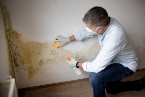 Best Commercial Mold Inspection  in Indian River, MI