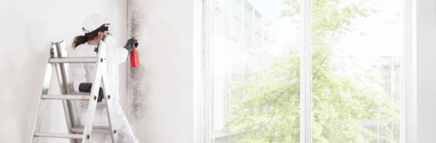 Best Mold Removal for HVAC Installations  in Indian River, MI